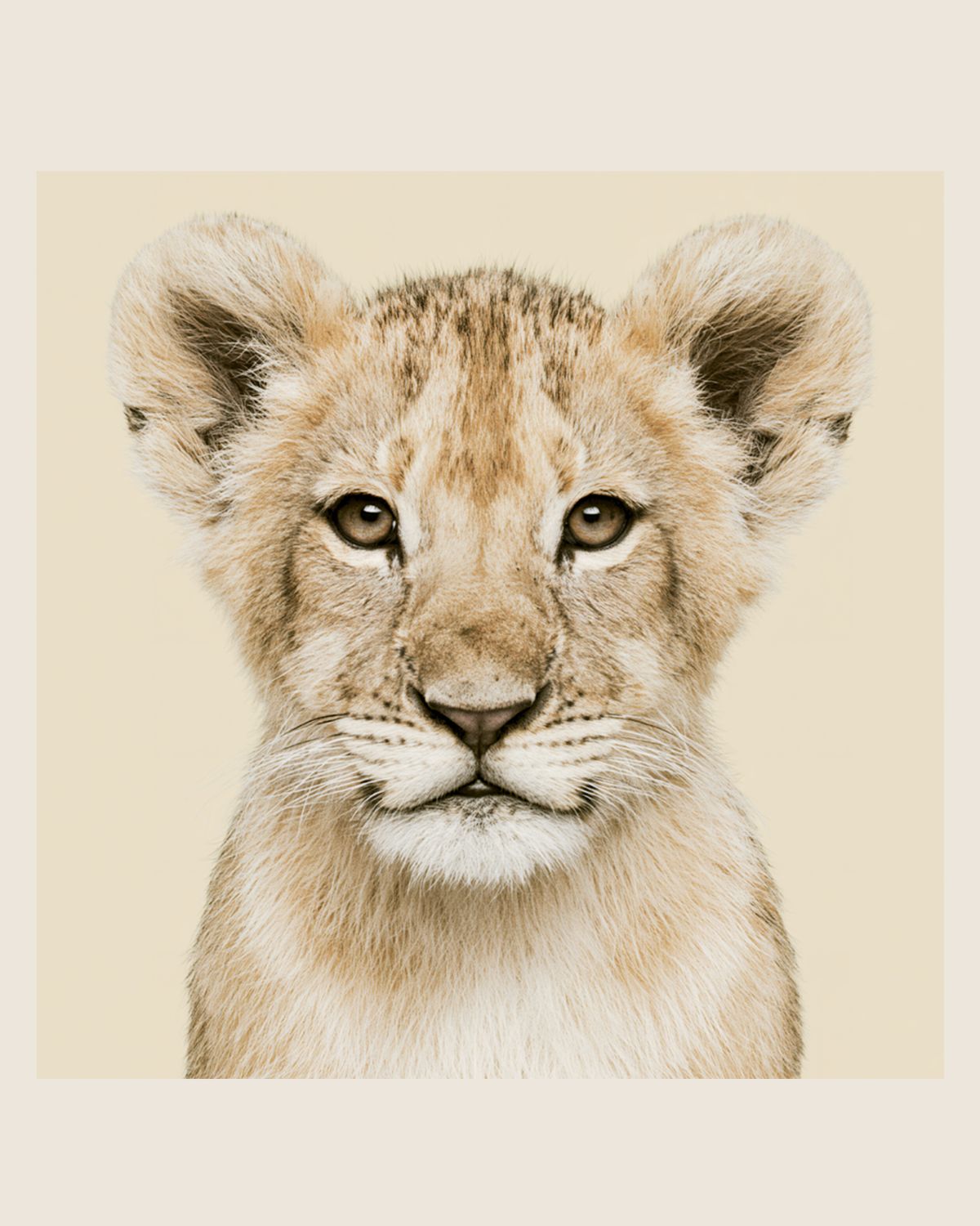 Animal Portraits