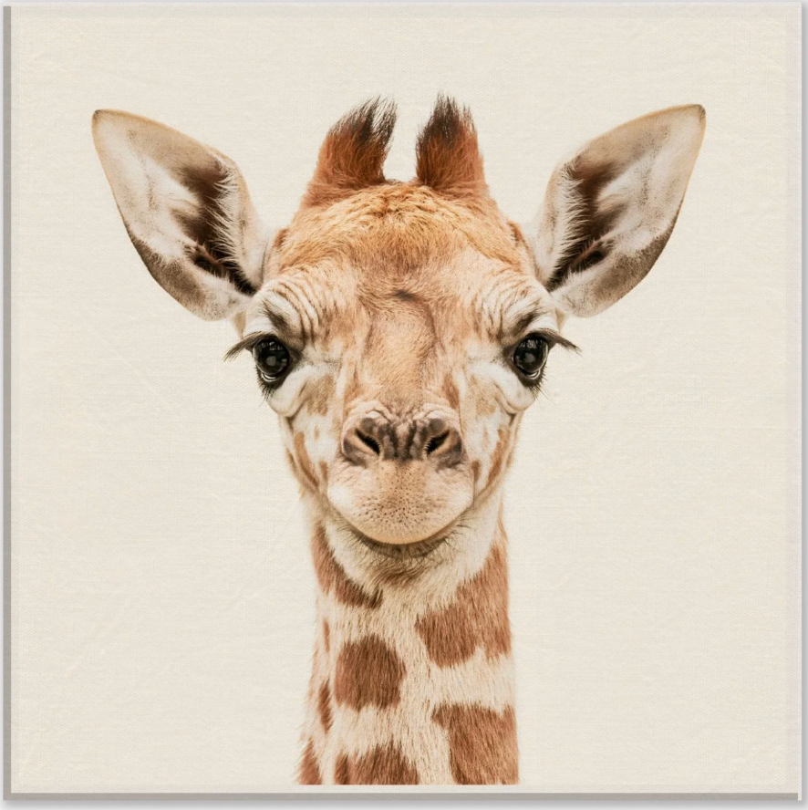 Gentle Safari Trio